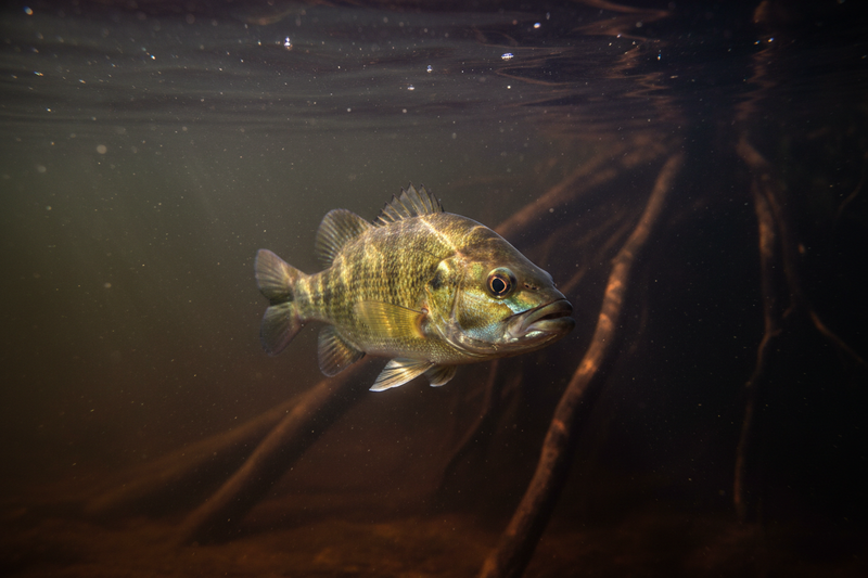 Bass