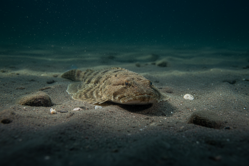 Flathead