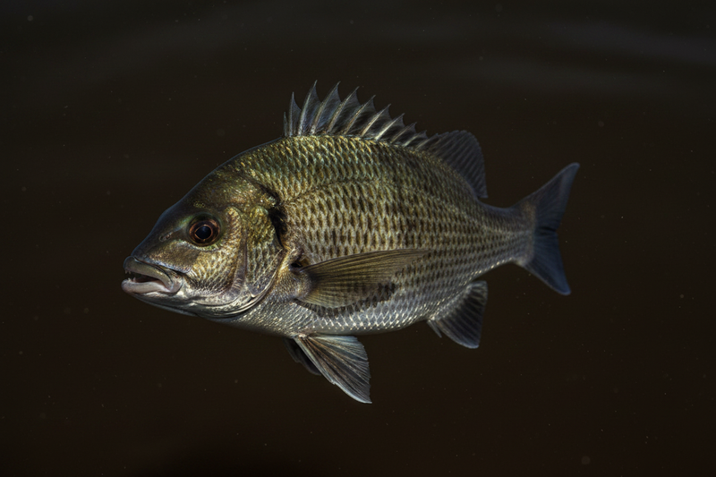 Black Bream